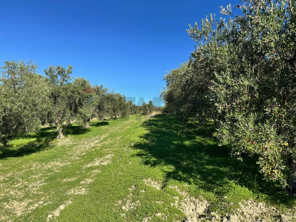 immagine annuncio 11 di 13