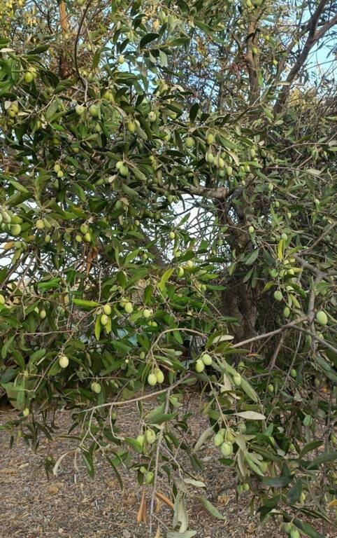 immagine annuncio 6 di 13