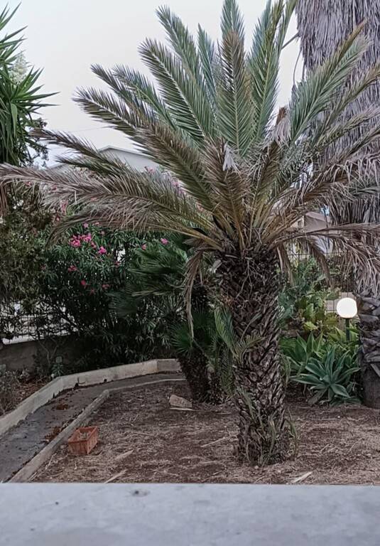 immagine annuncio 7 di 13