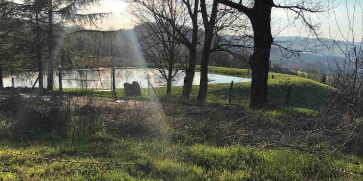 immagine annuncio 2 di 12