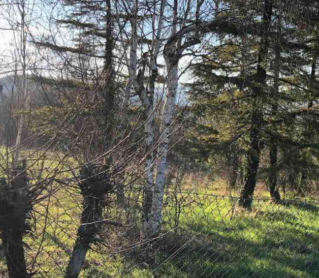 immagine annuncio 1 di 13