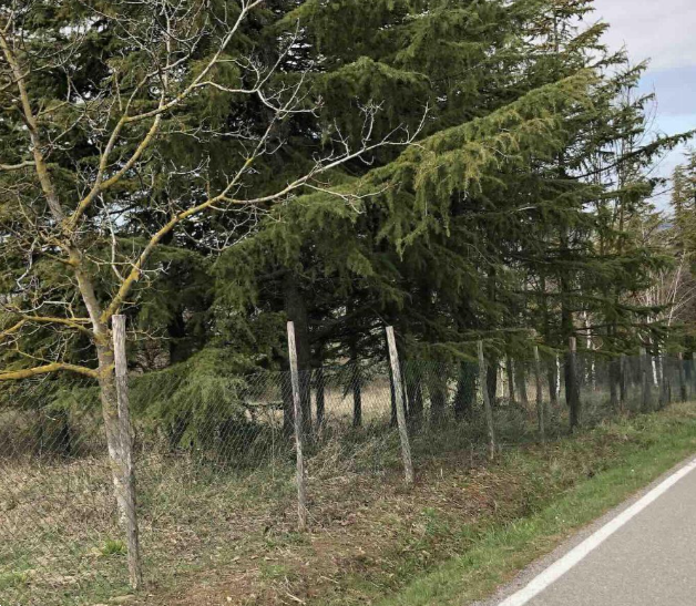 immagine annuncio 3 di 13