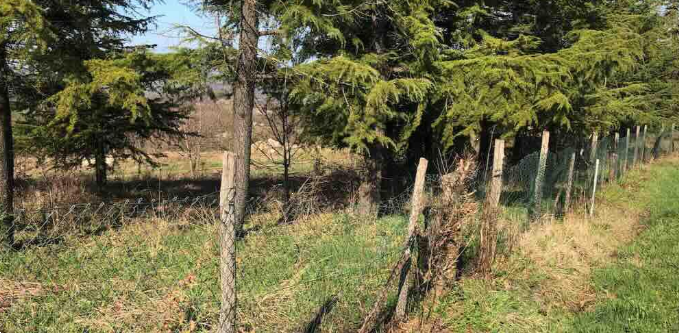 immagine annuncio 2 di 12