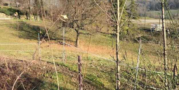 immagine annuncio 1 di 11