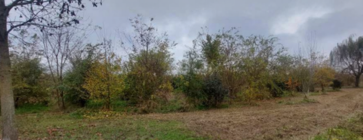 immagine annuncio 10 di 13