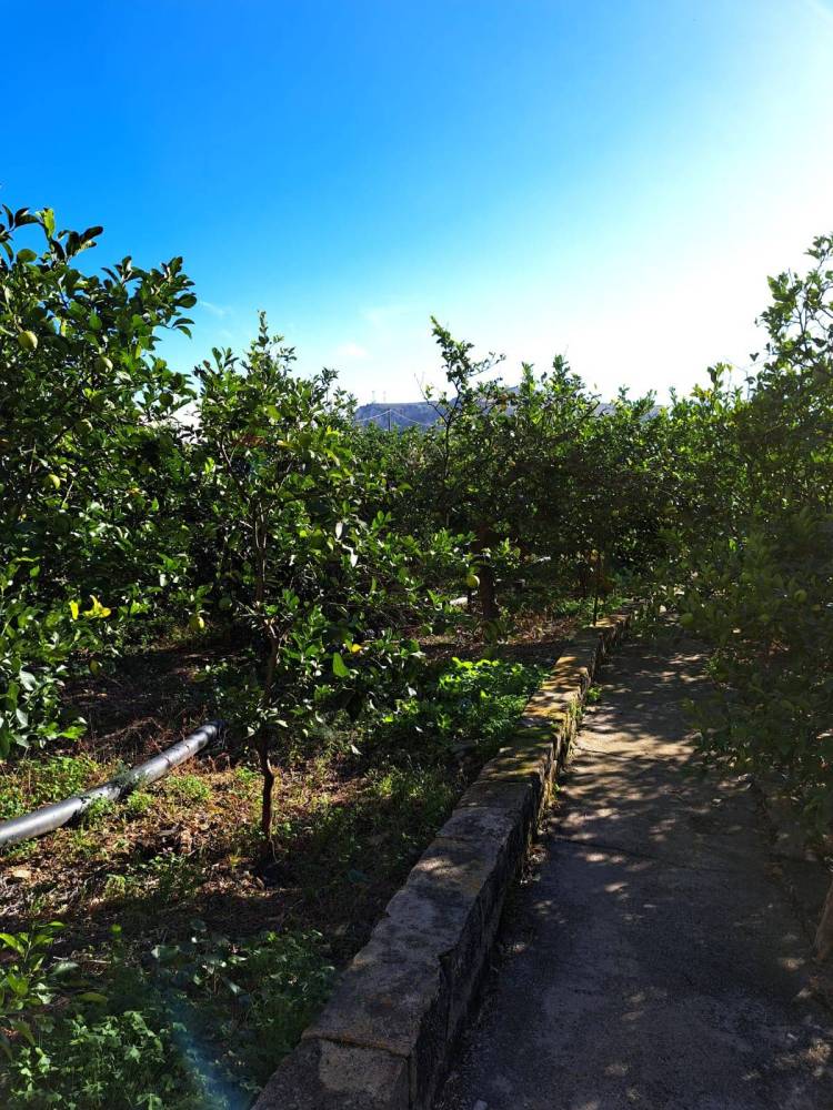 immagine annuncio 4 di 6