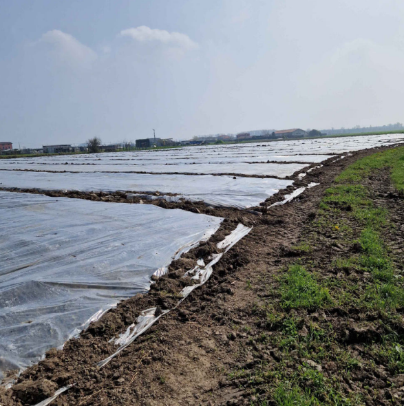 immagine annuncio 5 di 13