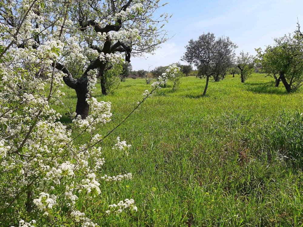 immagine annuncio 1 di 6