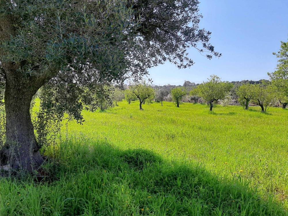 immagine annuncio 2 di 6