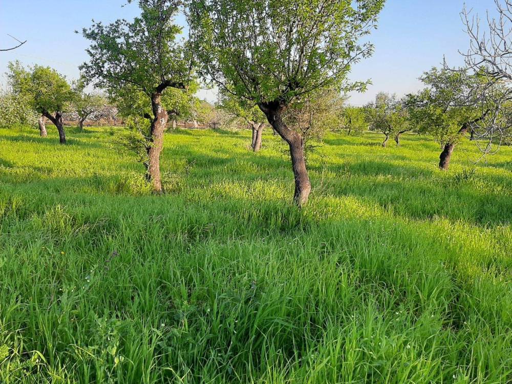 immagine annuncio 3 di 6