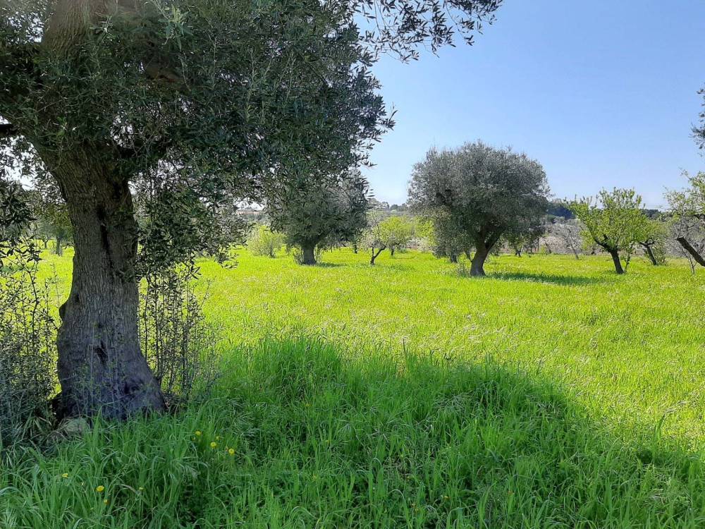 immagine annuncio 4 di 6