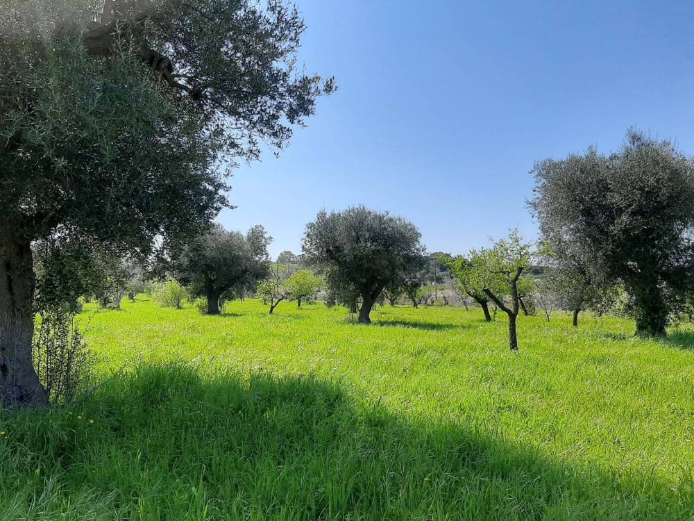 immagine annuncio 5 di 6