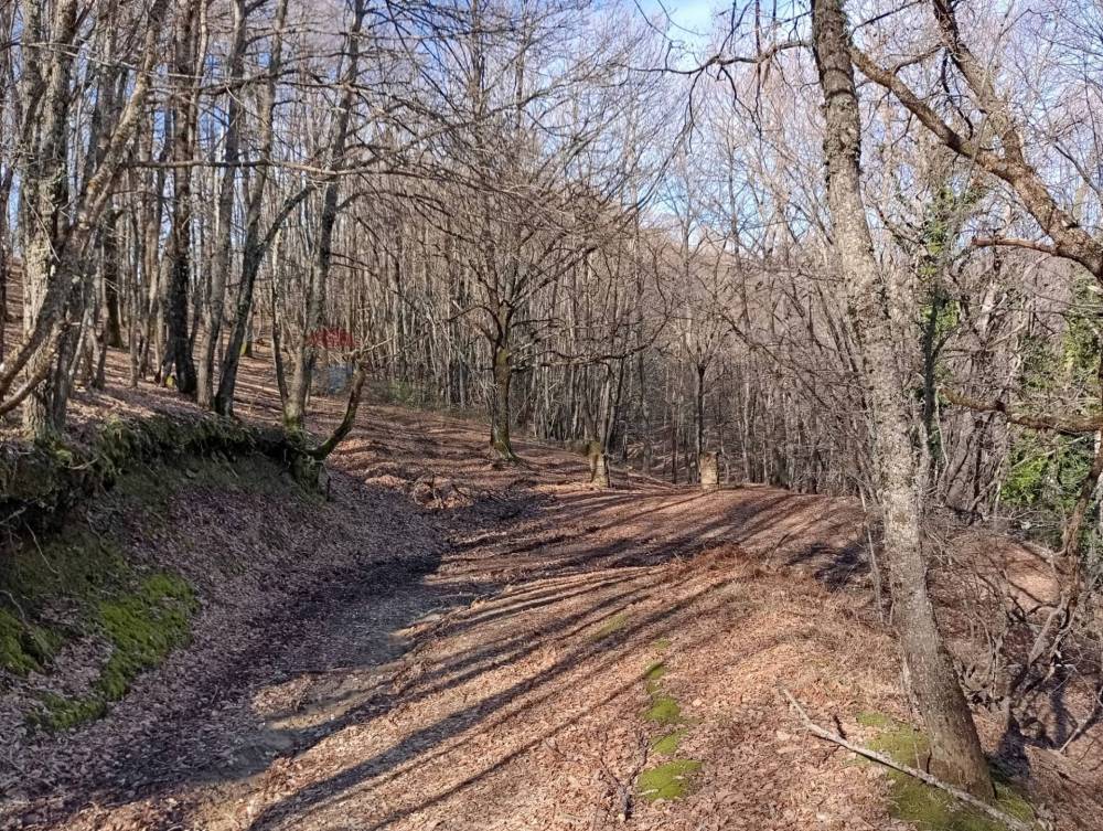 immagine annuncio 4 di 13