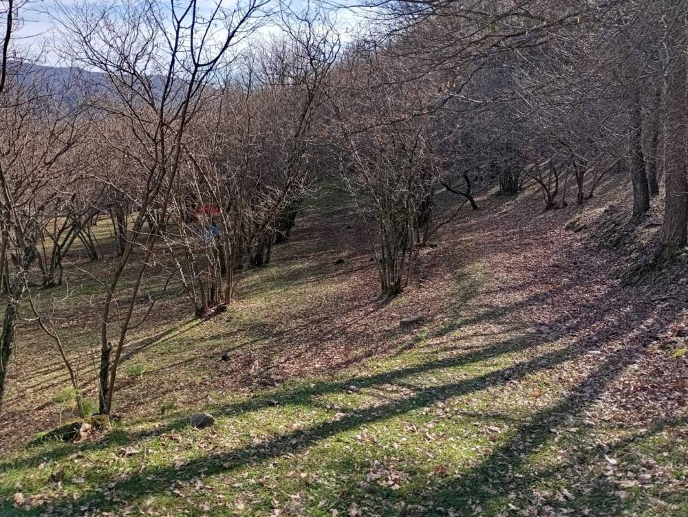 immagine annuncio 7 di 13