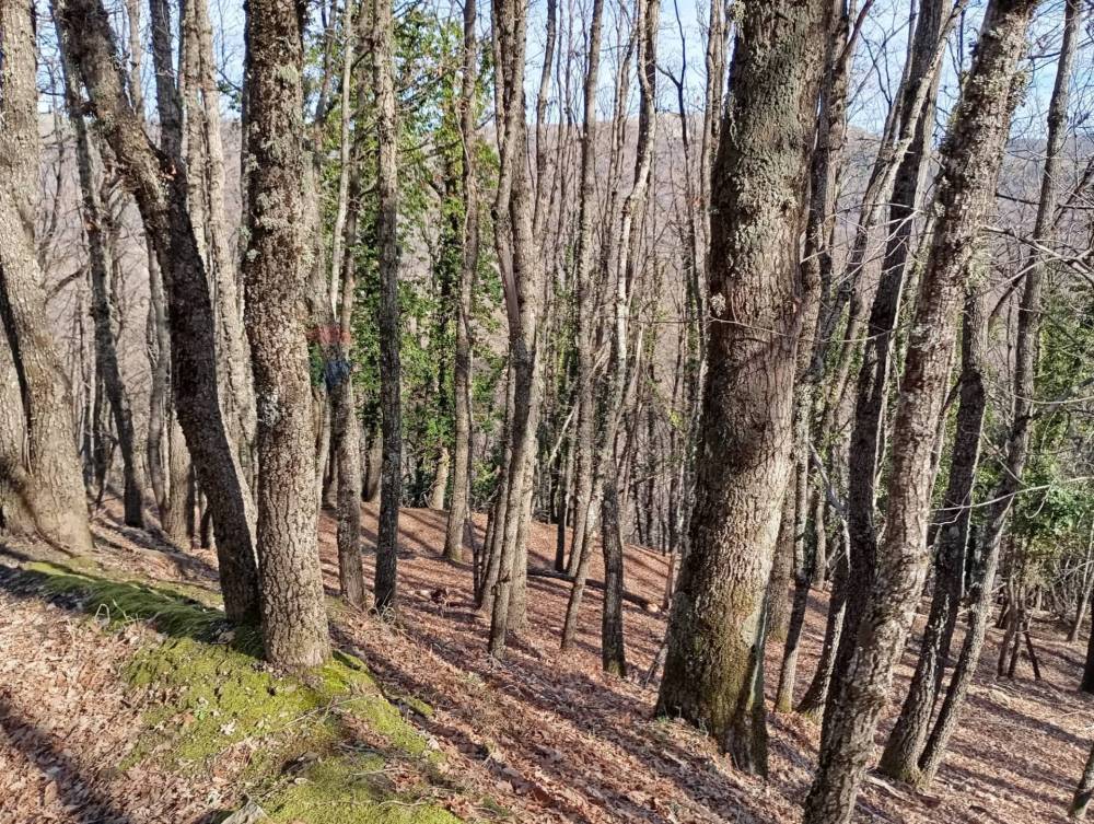 immagine annuncio 8 di 13