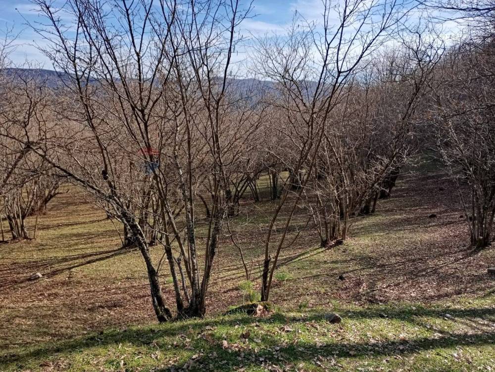 immagine annuncio 10 di 13