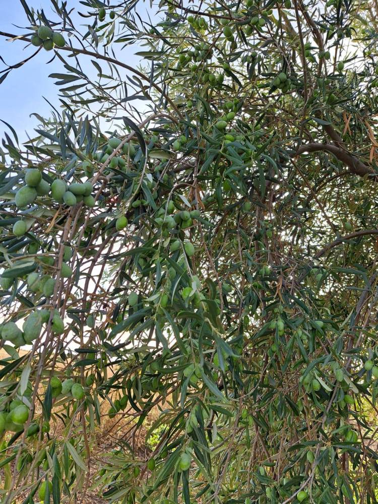 immagine annuncio 5 di 13