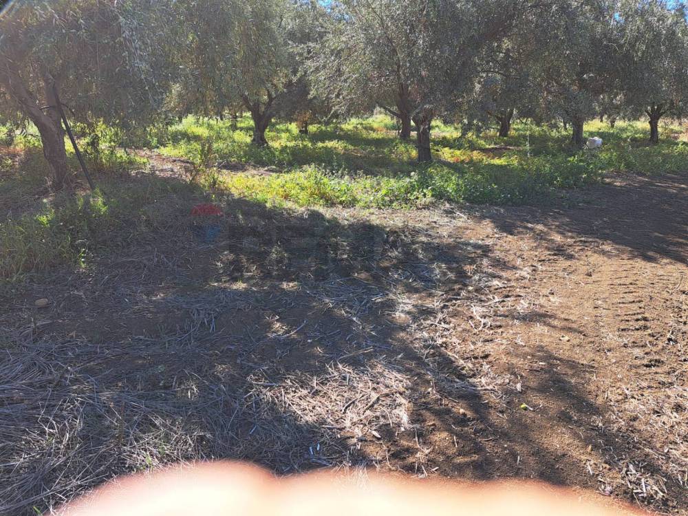 immagine annuncio 10 di 13