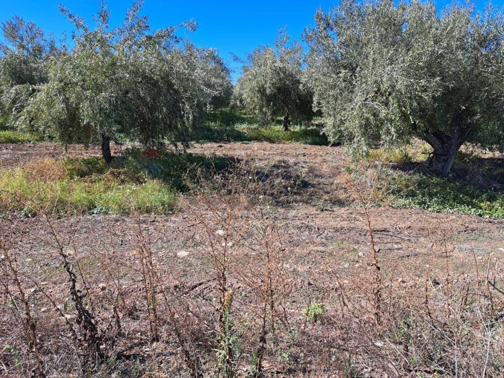 immagine annuncio 7 di 13