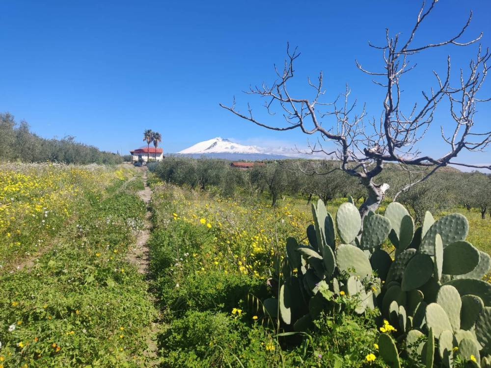 immagine annuncio 3 di 13