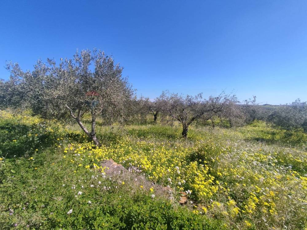 immagine annuncio 4 di 13