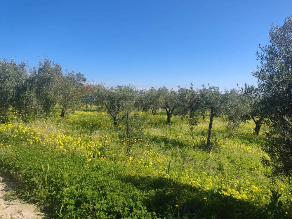 immagine annuncio 6 di 13