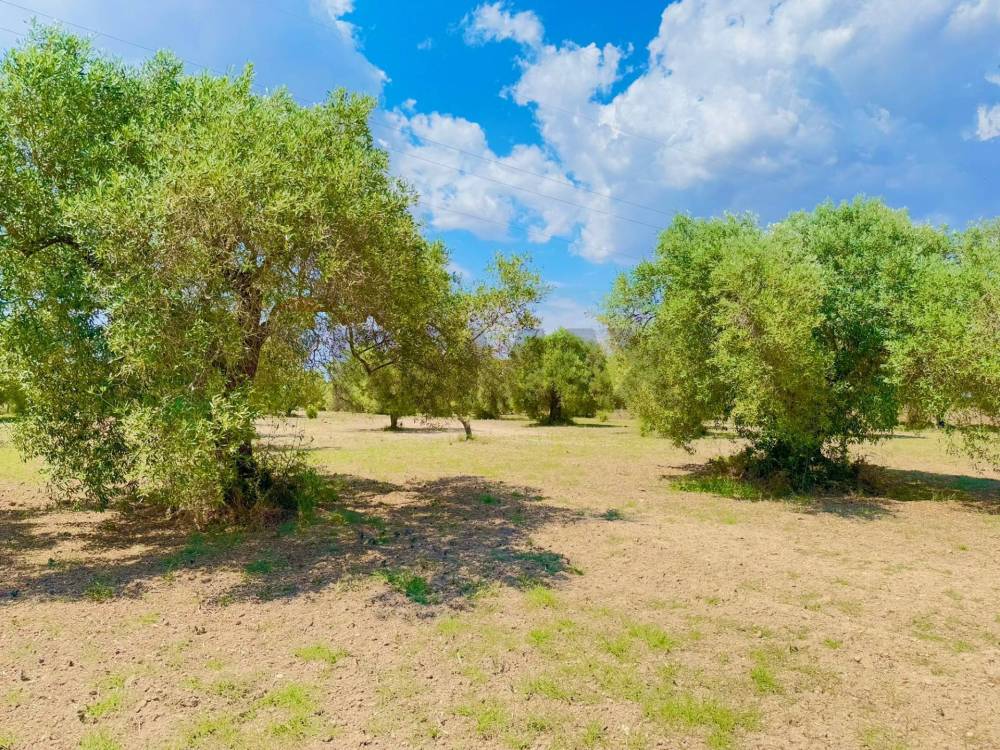 immagine annuncio 9 di 13