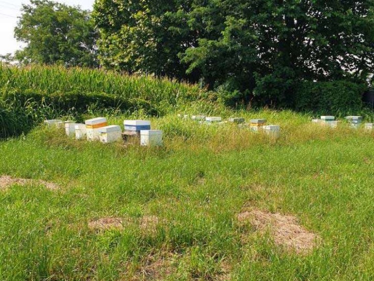 immagine annuncio 3 di 13