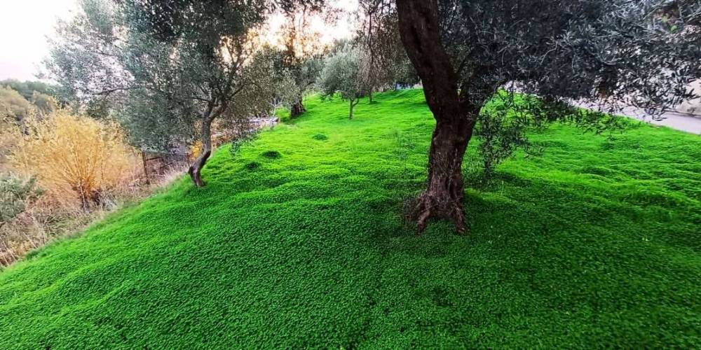 immagine annuncio 8 di 13