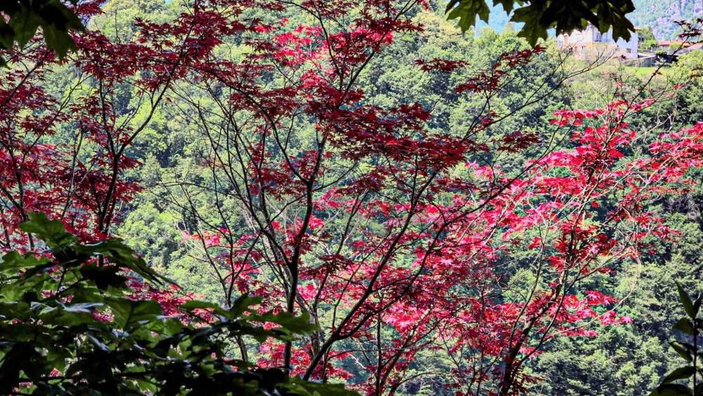 immagine annuncio 8 di 13