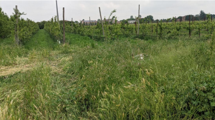 immagine annuncio 1 di 13