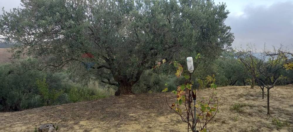 immagine annuncio 9 di 13