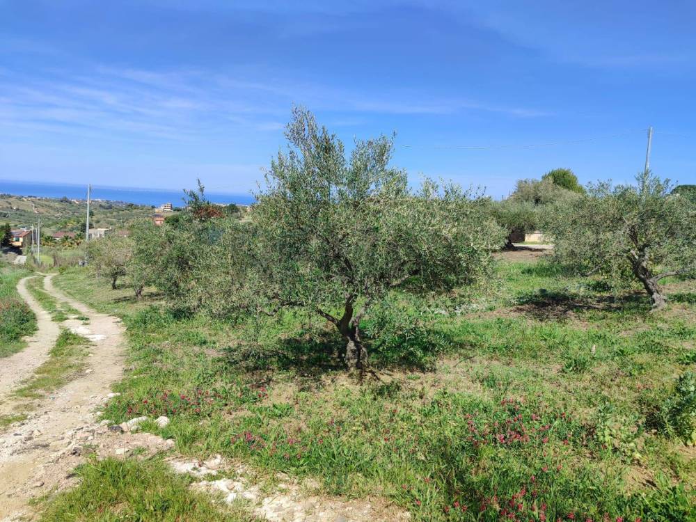 immagine annuncio 2 di 9