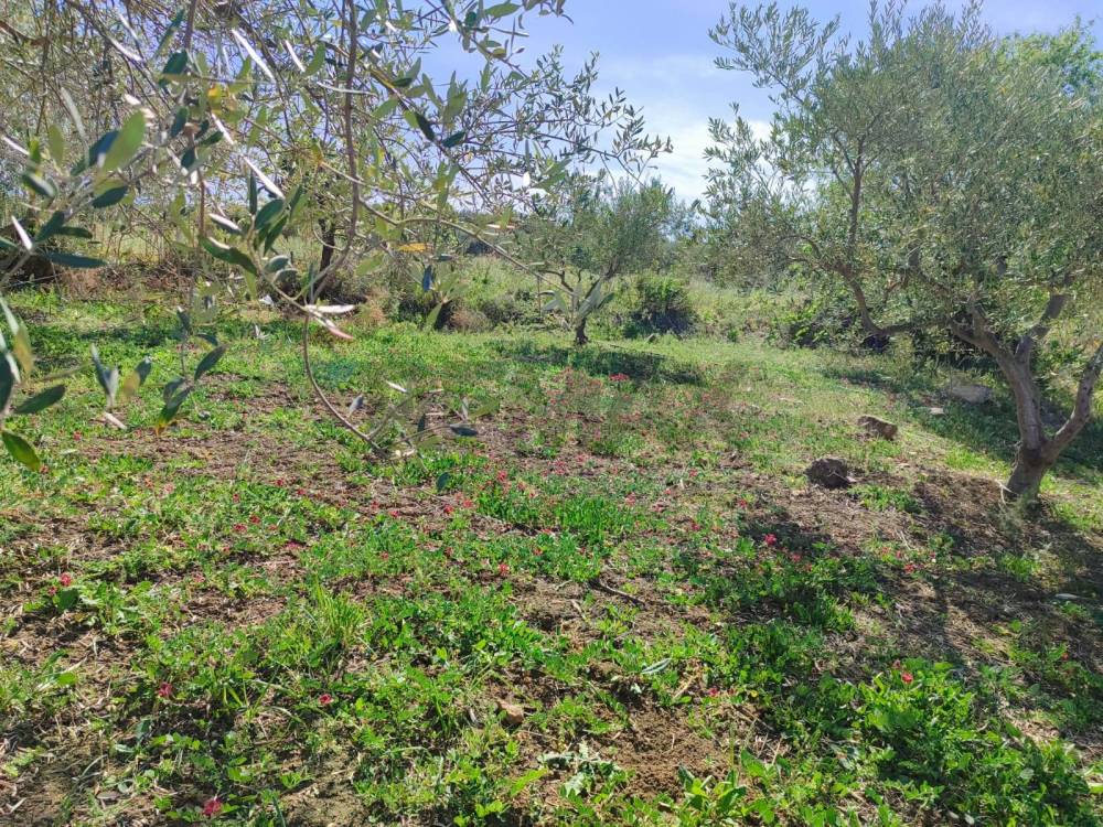 immagine annuncio 5 di 9