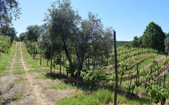 immagine annuncio 3 di 13