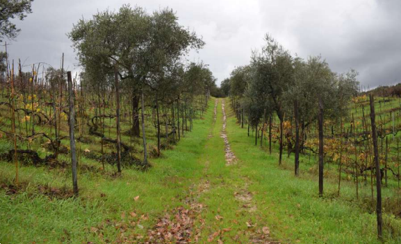 immagine annuncio 4 di 13