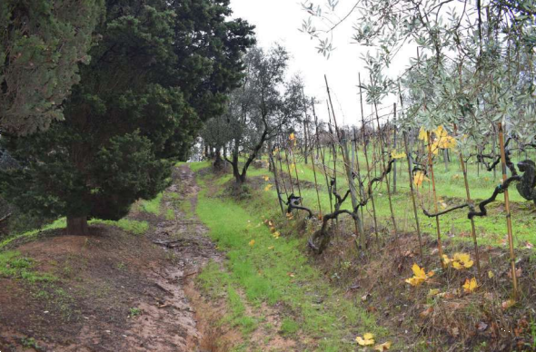 immagine annuncio 5 di 13