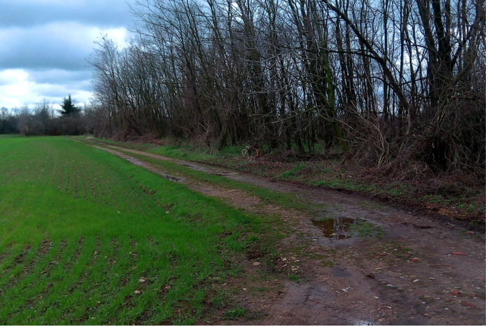 immagine annuncio 1 di 13