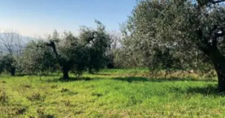 immagine annuncio 2 di 13