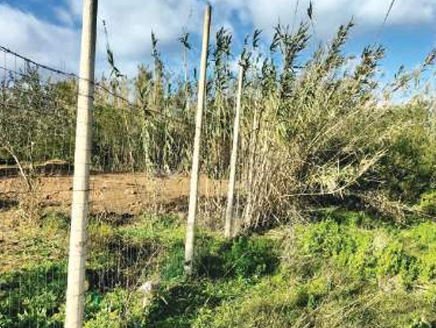 immagine annuncio 2 di 13