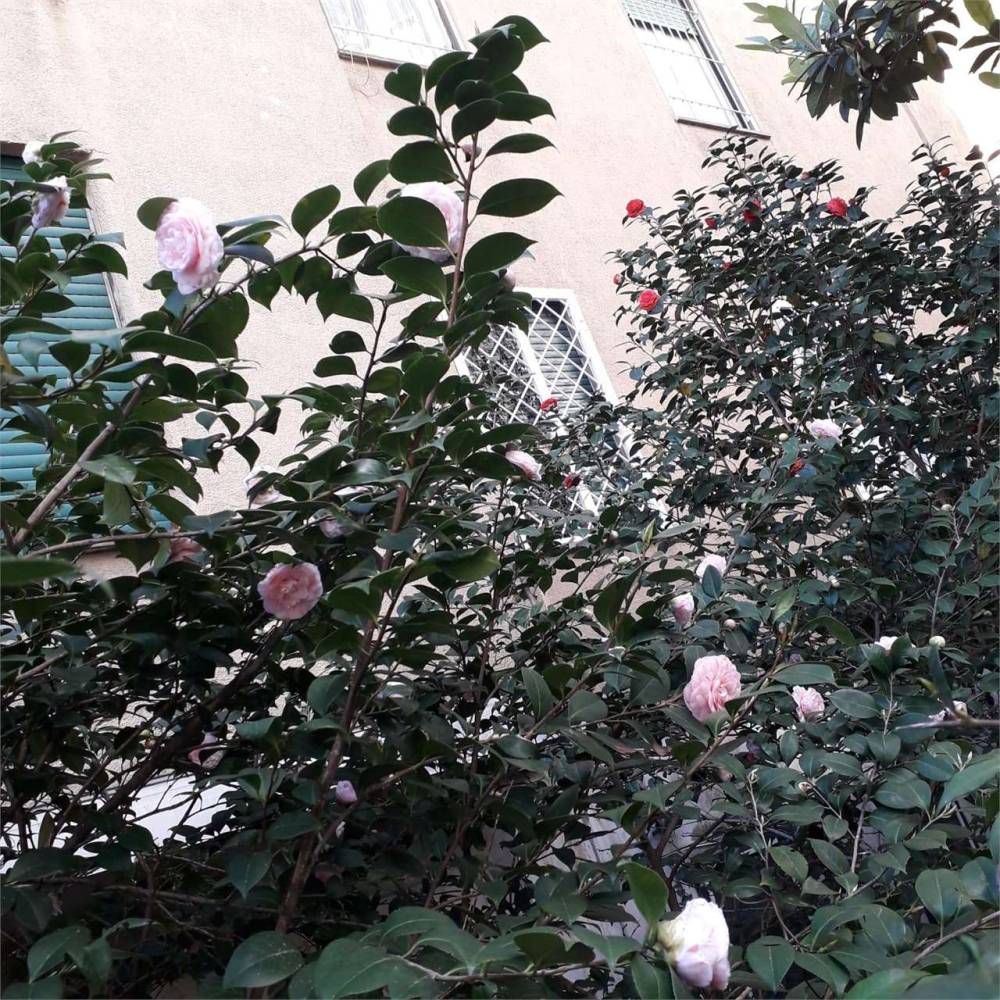 immagine annuncio 6 di 13