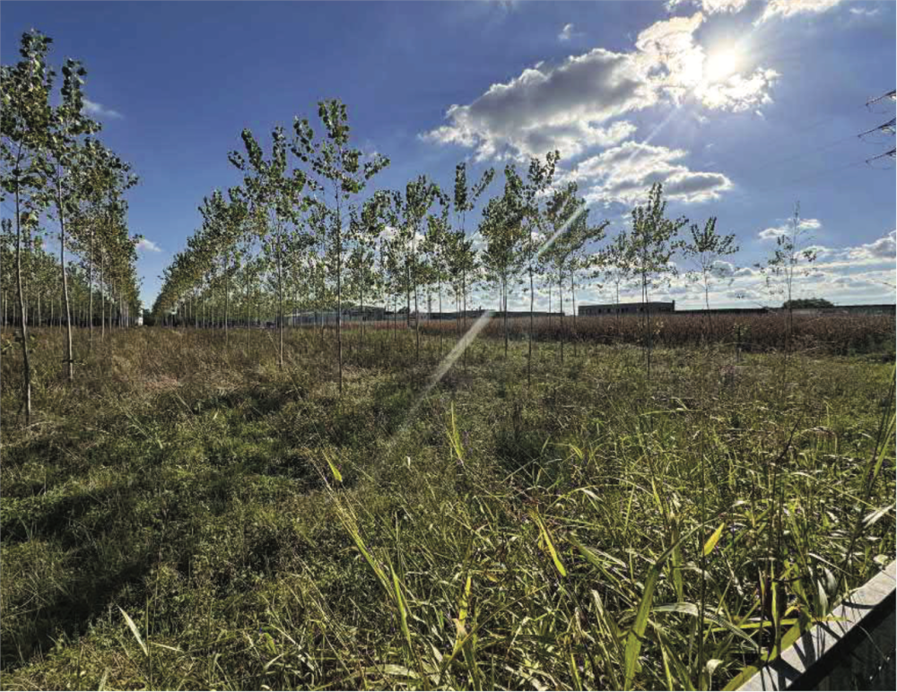 immagine annuncio 2 di 13