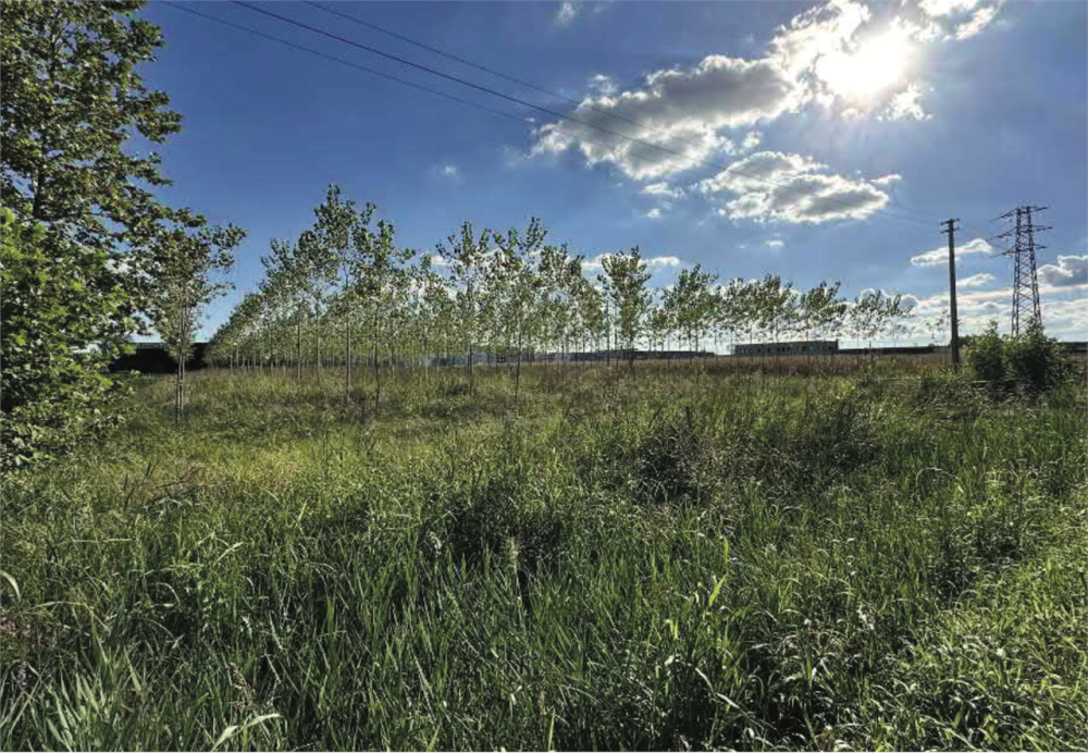 immagine annuncio 3 di 13