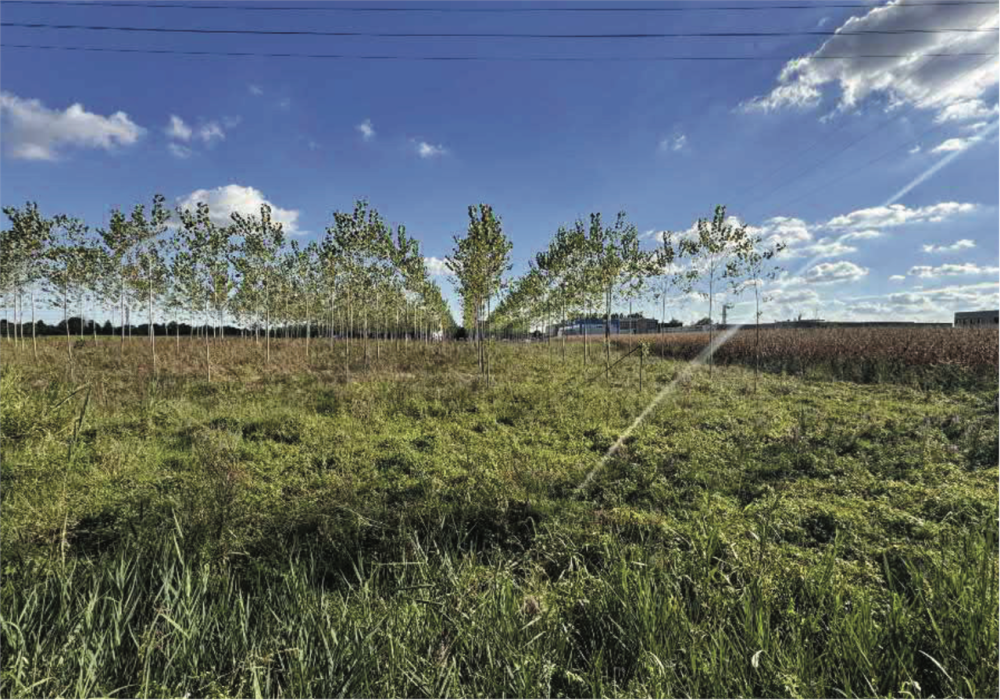 immagine annuncio 4 di 13