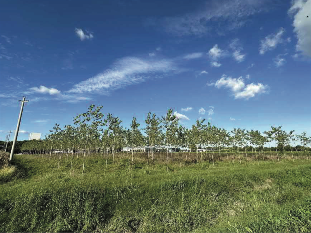 immagine annuncio 6 di 13