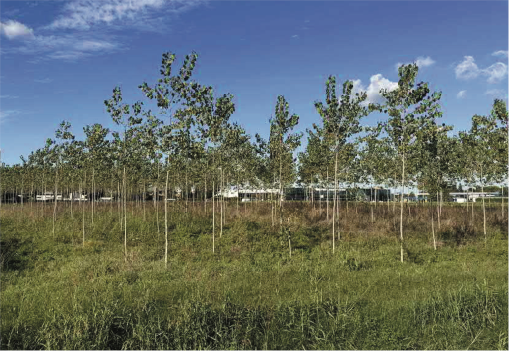 immagine annuncio 7 di 13