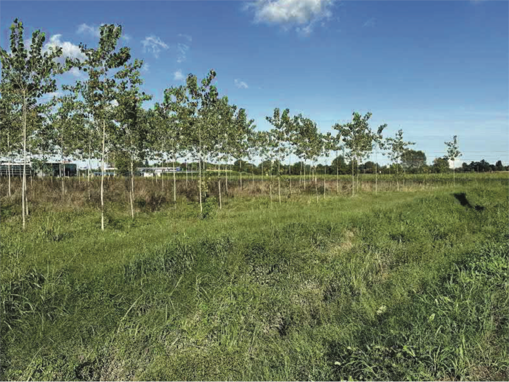 immagine annuncio 9 di 13