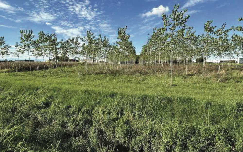 immagine annuncio 10 di 13