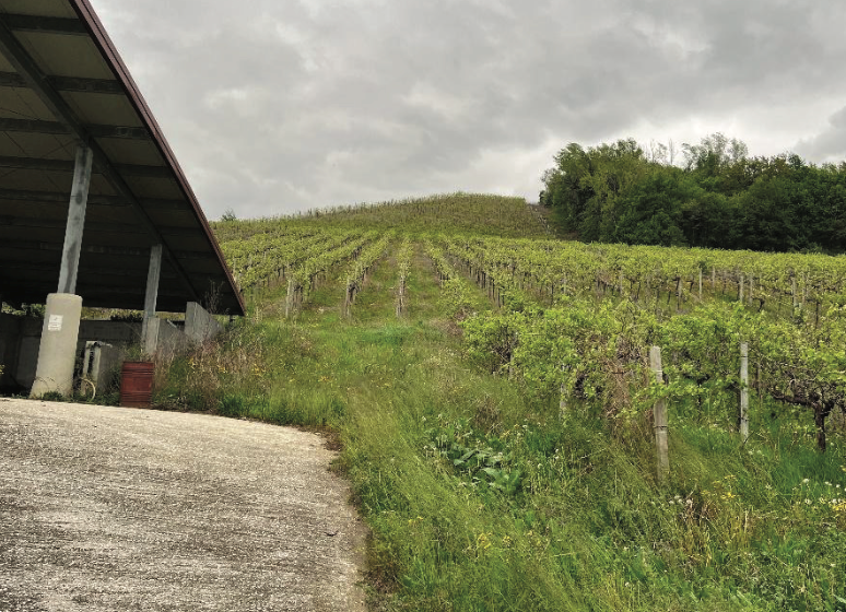 immagine annuncio 7 di 13