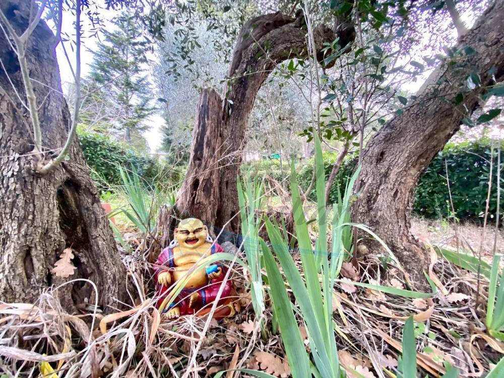 immagine annuncio 5 di 13